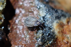 Acalypta