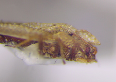 Elasmotropis testacea