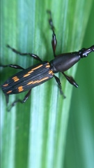 Arrhenodini