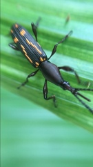 Arrhenodini