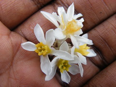 Tulbaghia natalensis