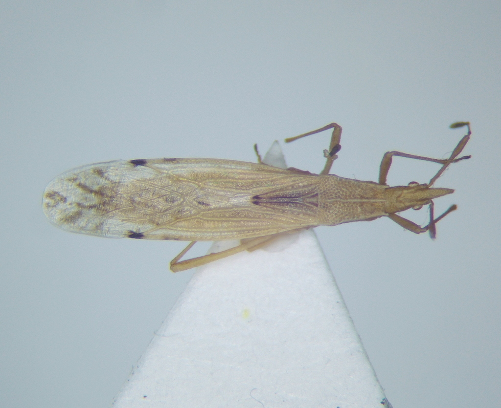 Berytinus setipennis