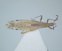 Berytinus