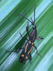 Arrhenodini