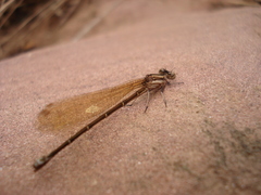 Argia