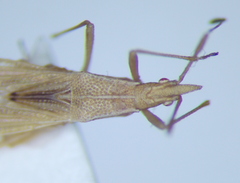 Berytinus