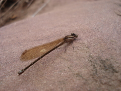 Argia