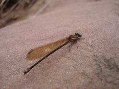 Argia
