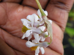 Tulbaghia natalensis