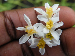 Tulbaghia natalensis