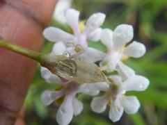 Tulbaghia natalensis