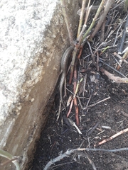 Chalcides ocellatus