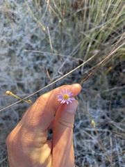 Symphyotrichum adnatum