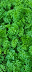 Anthriscus caucalis