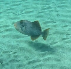 Pseudobalistes flavimarginatus