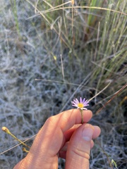 Symphyotrichum adnatum