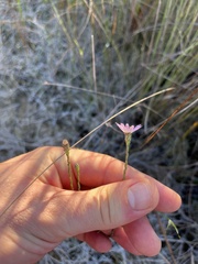 Symphyotrichum adnatum