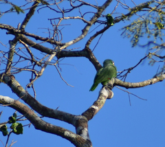 Amazona autumnalis salvini