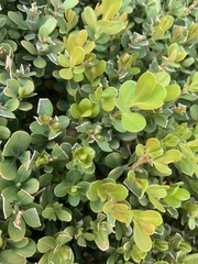 Buxus