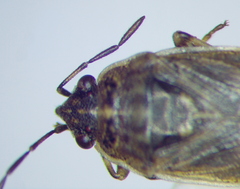 Platyplax inermis