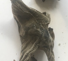 Auricularia angiospermarum