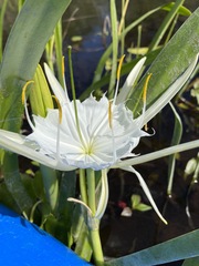 Hymenocallis rotata