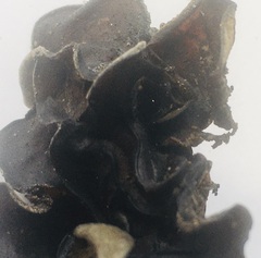 Auricularia angiospermarum