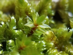 Ptychostomum creberrimum