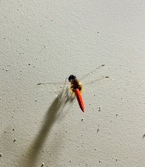 Aethriamanta brevipennis