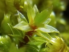 Ptychostomum creberrimum