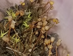 Physcomitrium pyriforme