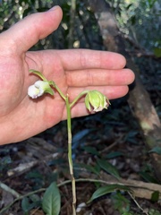 Galeandra bicarinata