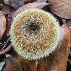 Lentinus berteroi