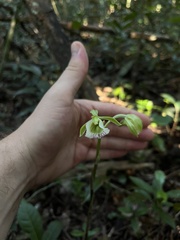 Galeandra bicarinata