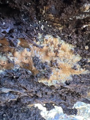 Trichoderma sulphureum