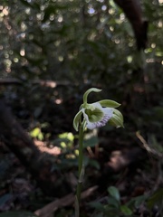 Galeandra bicarinata