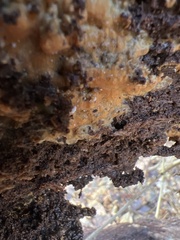 Trichoderma sulphureum