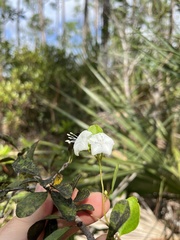 Jacquemontia curtissii