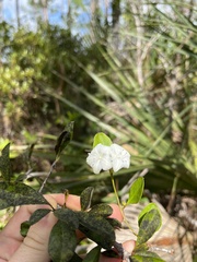 Jacquemontia curtissii