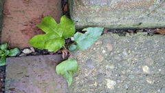 Fatsia japonica