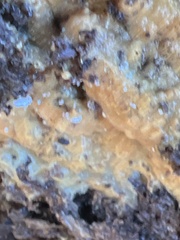 Trichoderma sulphureum