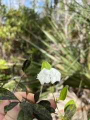 Jacquemontia curtissii