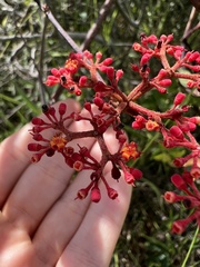 Cissus erosa