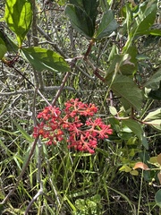 Cissus erosa