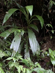 Calanthe speciosa
