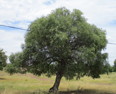 Ozoroa paniculosa