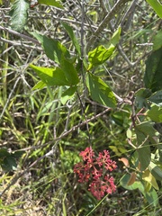 Cissus erosa