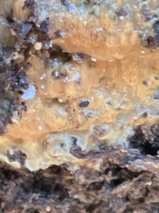 Trichoderma sulphureum