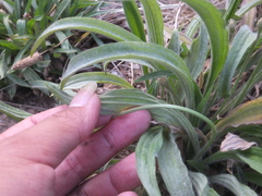 Golovinomyces sordidus