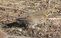 Turdus philomelos